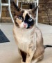 Amazon-Retoure: Besitzer schicken Katze versehentlich per Post ins Warenlager | News | BILD.de